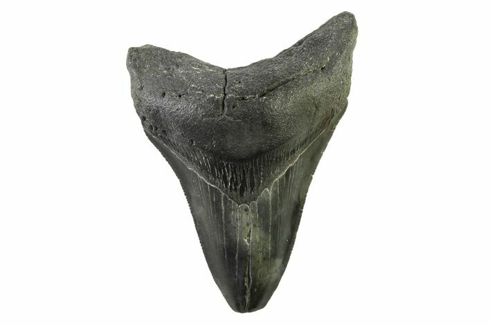 Fossil Megalodon Tooth - South Carolina #341418